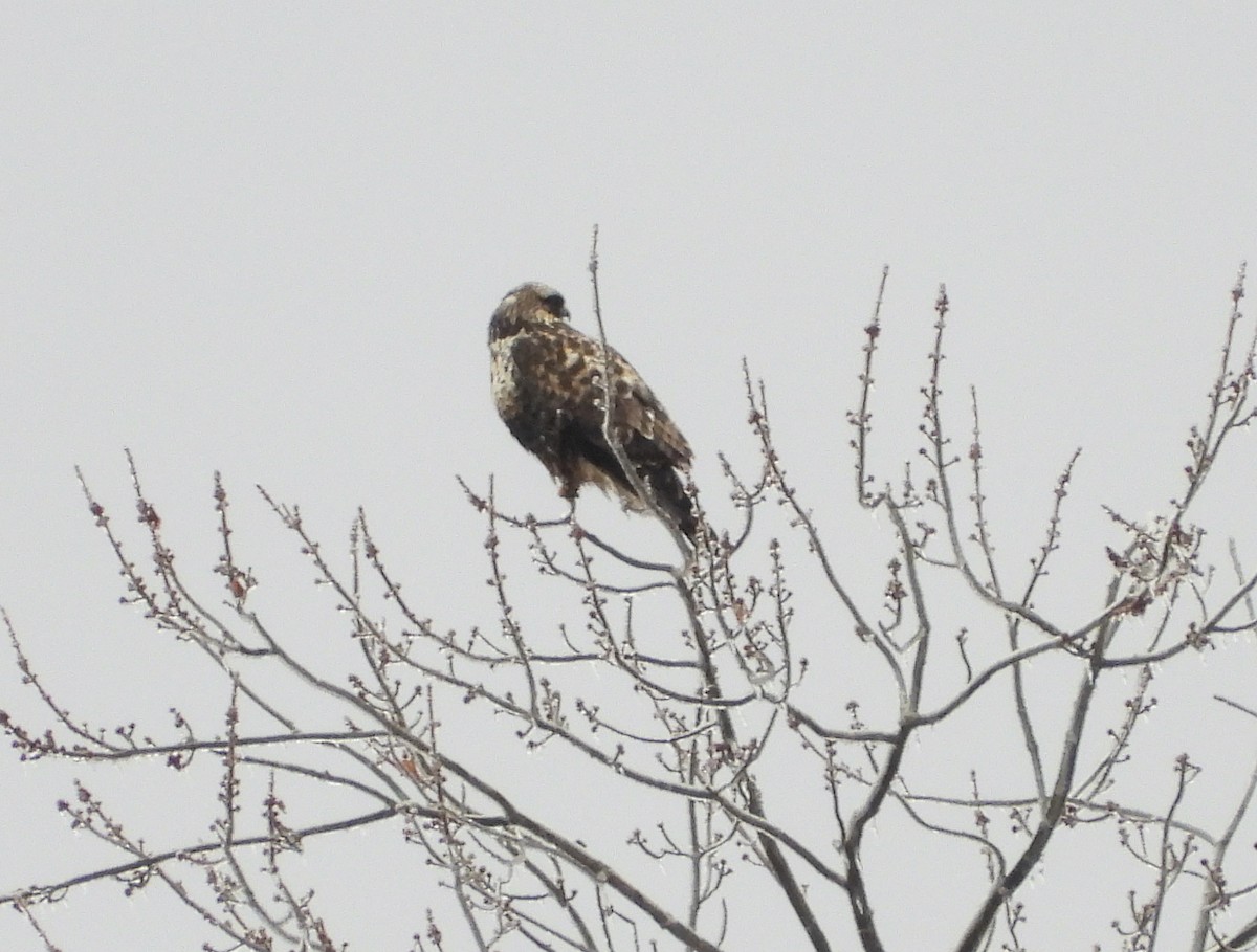 ケアシノスリ - ML647632926