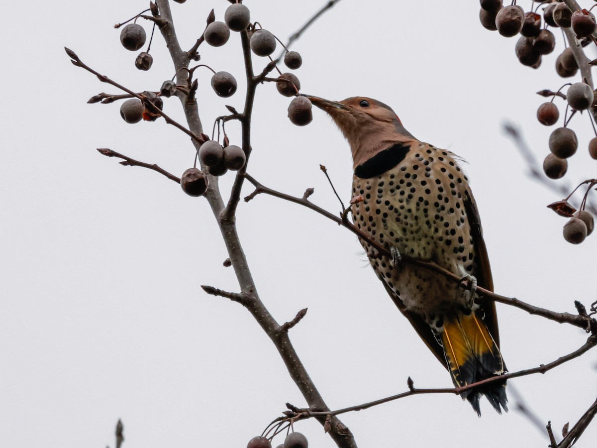 ハシボソキツツキ - ML647632927