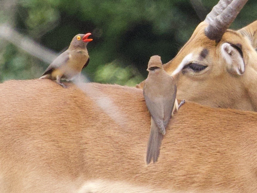 アカハシウシツツキ - ML647632928