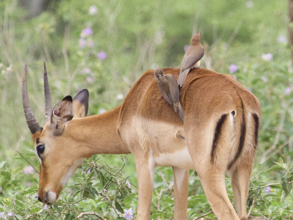 アカハシウシツツキ - ML647632929