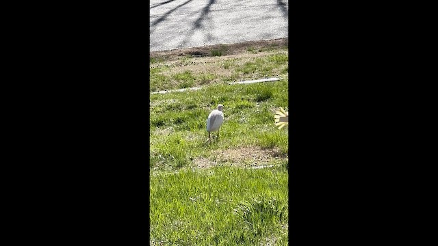 ニシアマサギ - ML647632931