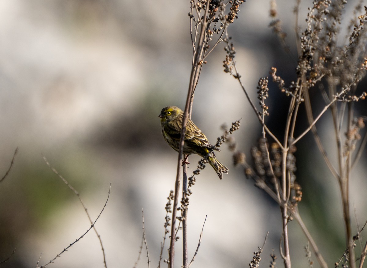 Girlitz - ML647632936