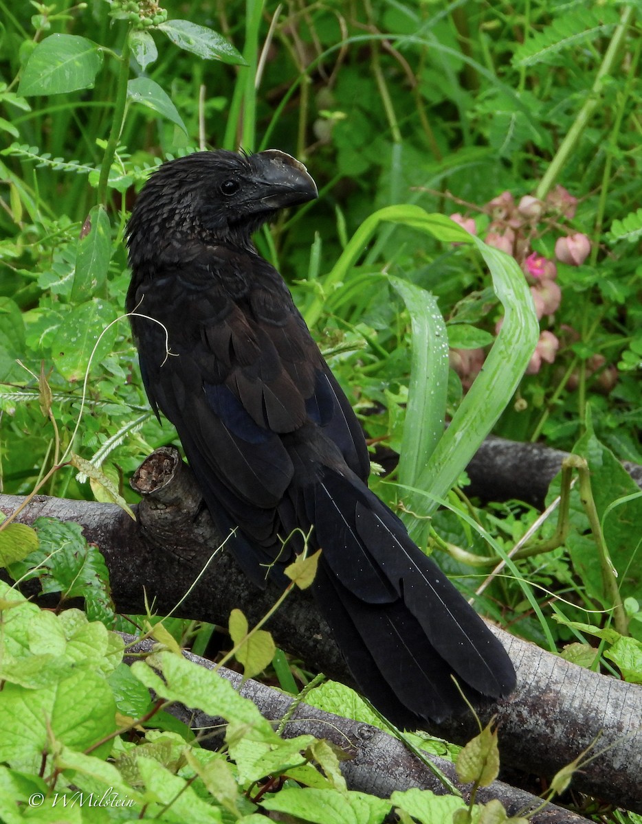 Smooth-billed Ani - ML647632940