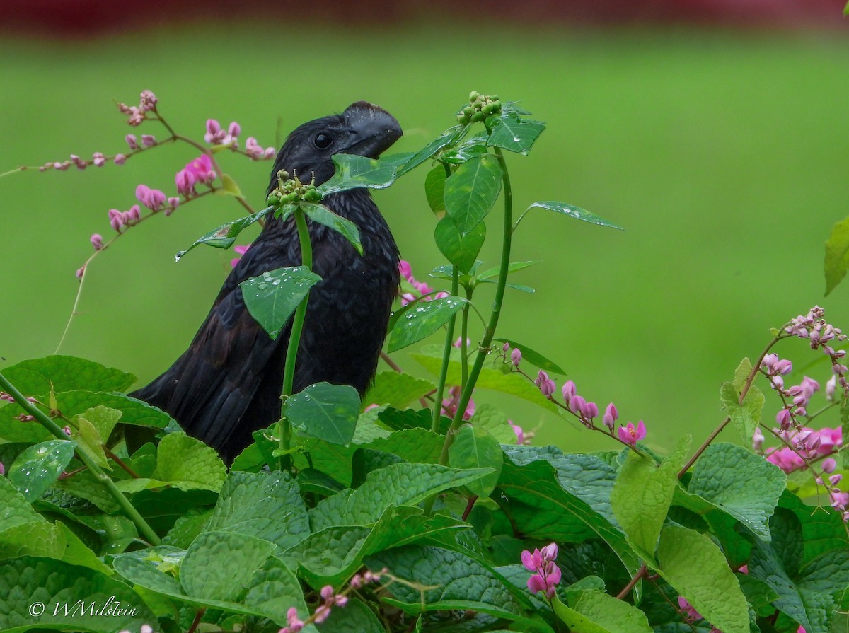 Smooth-billed Ani - ML647632941