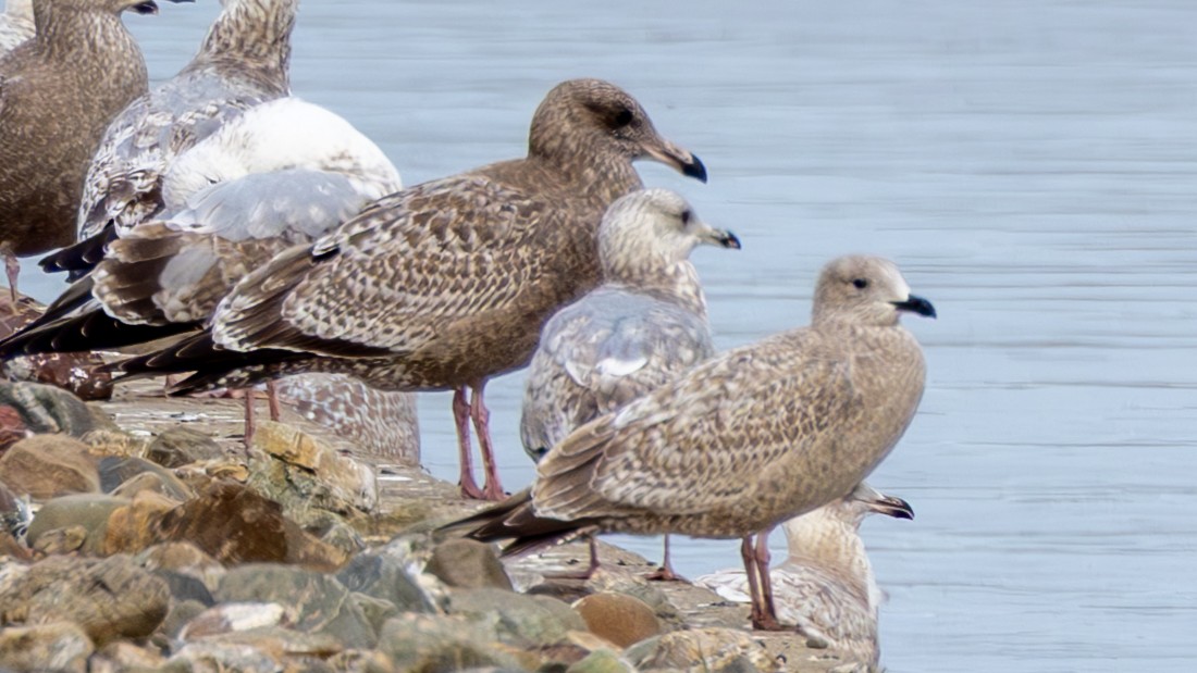 שחף בלתי-מזוהה - ML647632943