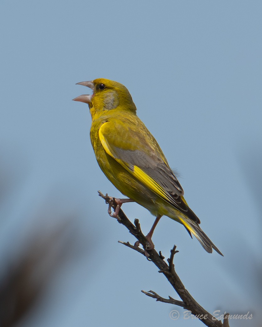 Txorru arrunta - ML647632948