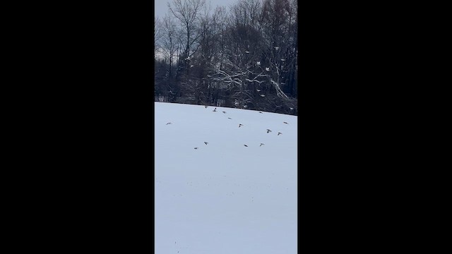 Escribano Nival - ML647632952