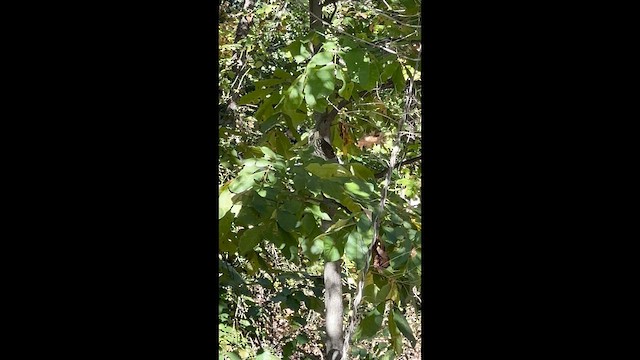 Gavilán de Cooper - ML647632966