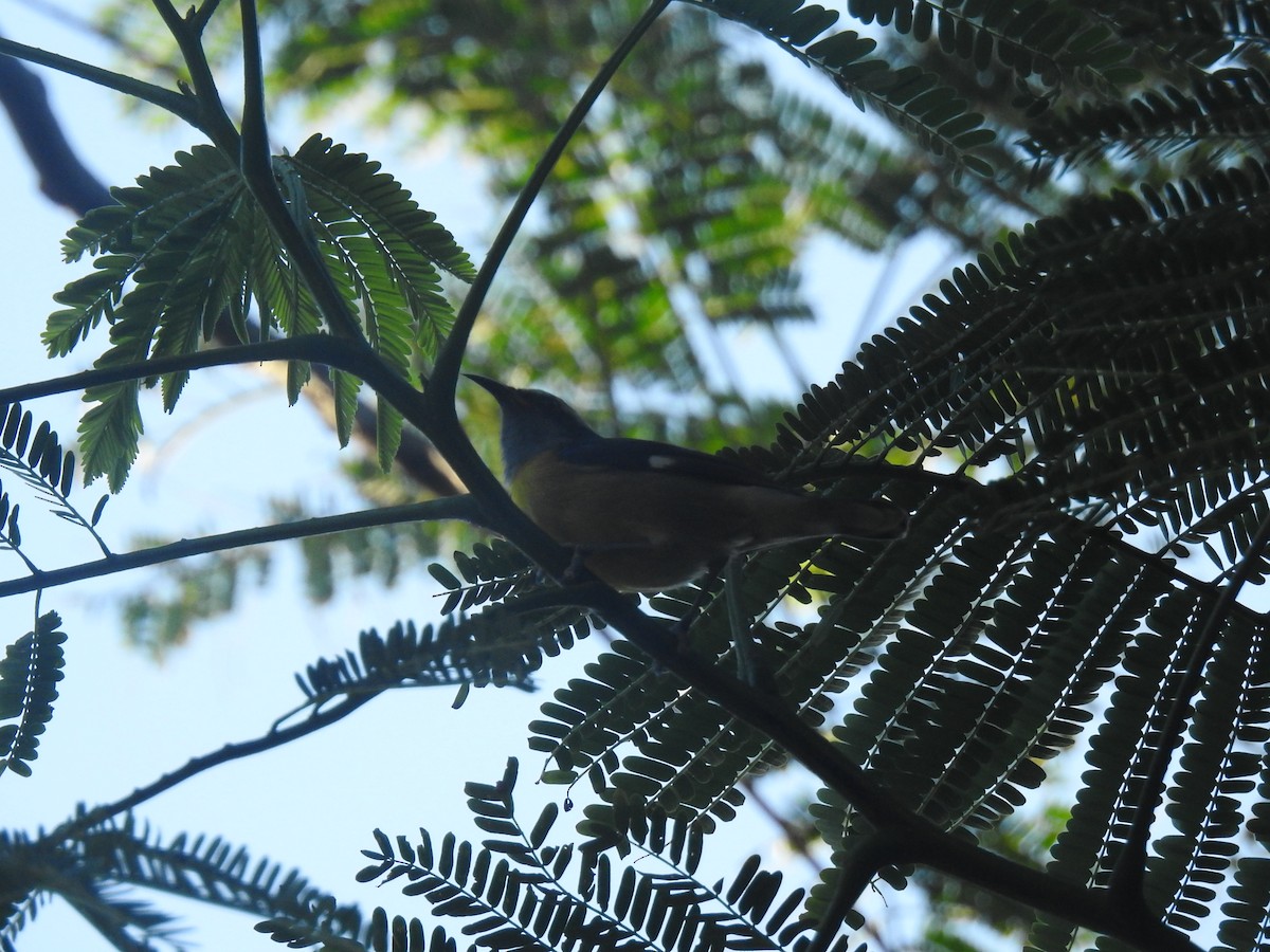 Sucrier à ventre jaune - ML647633016