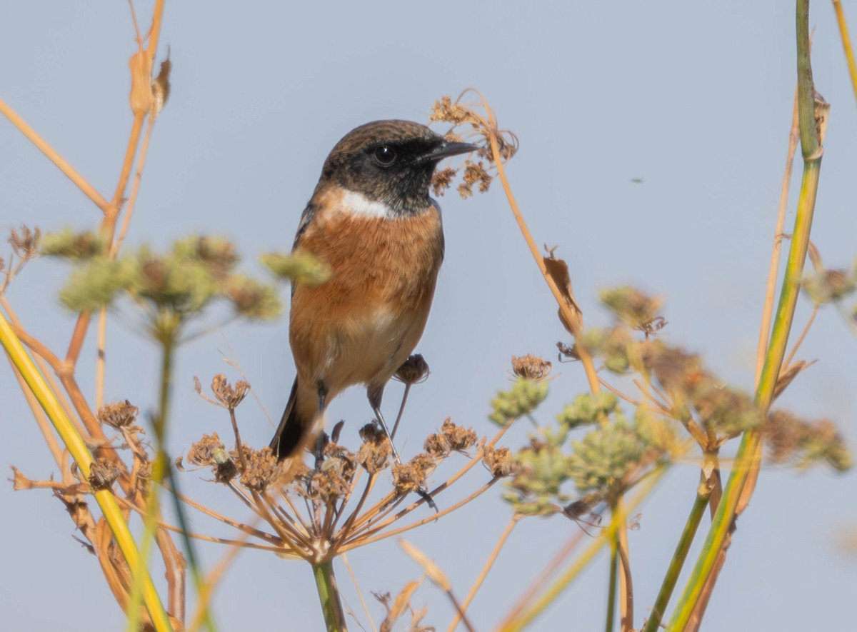 European Stonechat - ML647633022