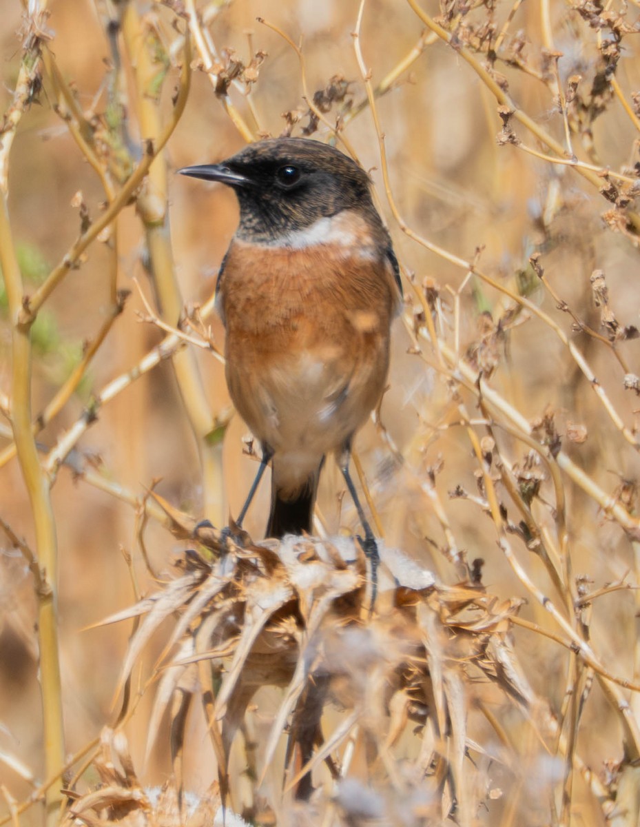European Stonechat - ML647633023