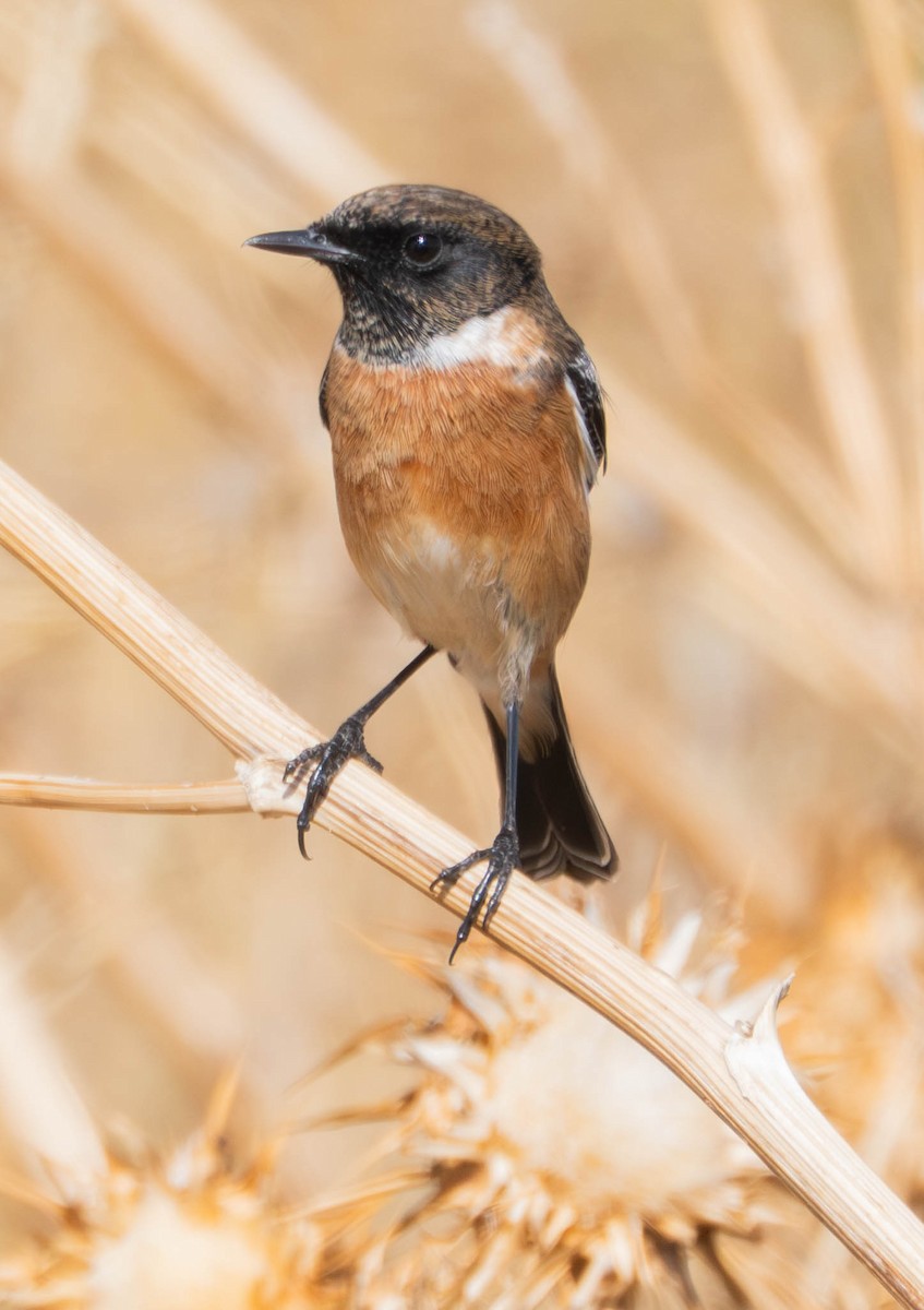 European Stonechat - ML647633025