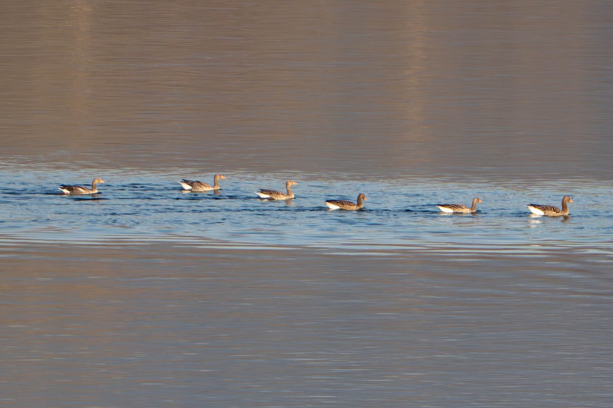 Oie cendrée - ML647633070