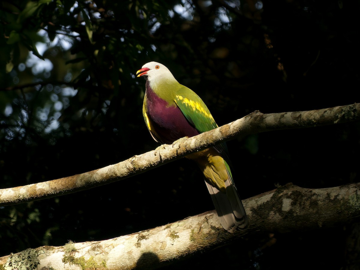 Wompoo Fruit-Dove - ML647633104