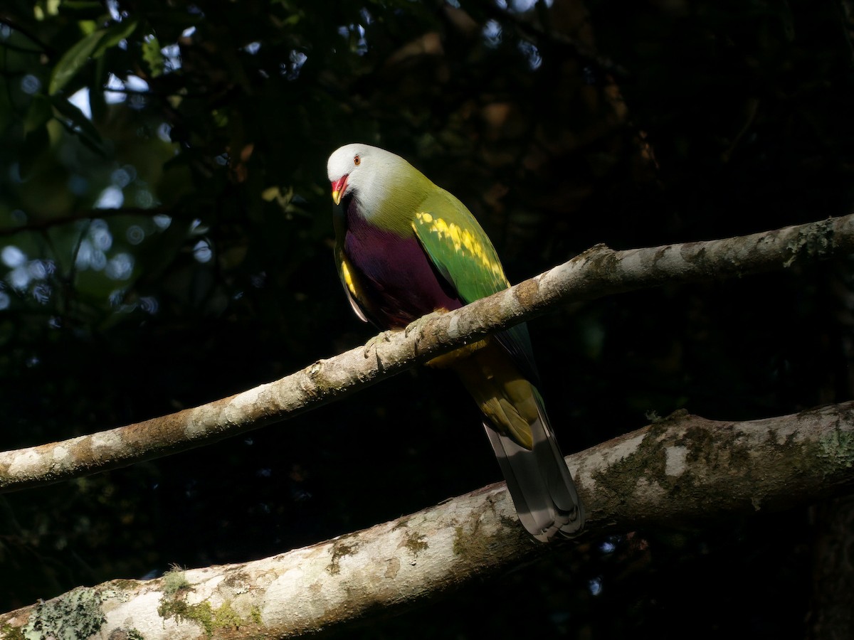 Wompoo Fruit-Dove - ML647633105