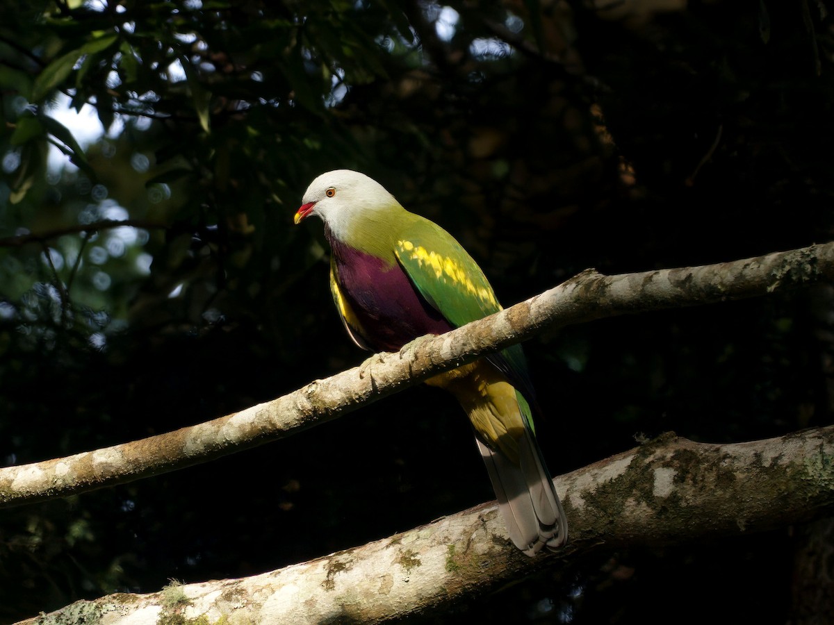 Wompoo Fruit-Dove - ML647633106