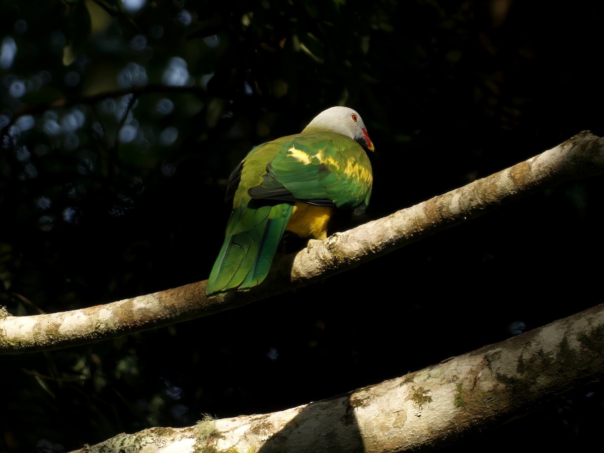 Wompoo Fruit-Dove - ML647633107