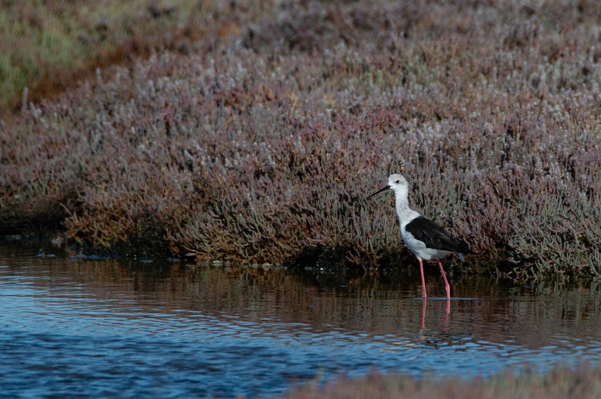 高蹺鴴 - ML647633119