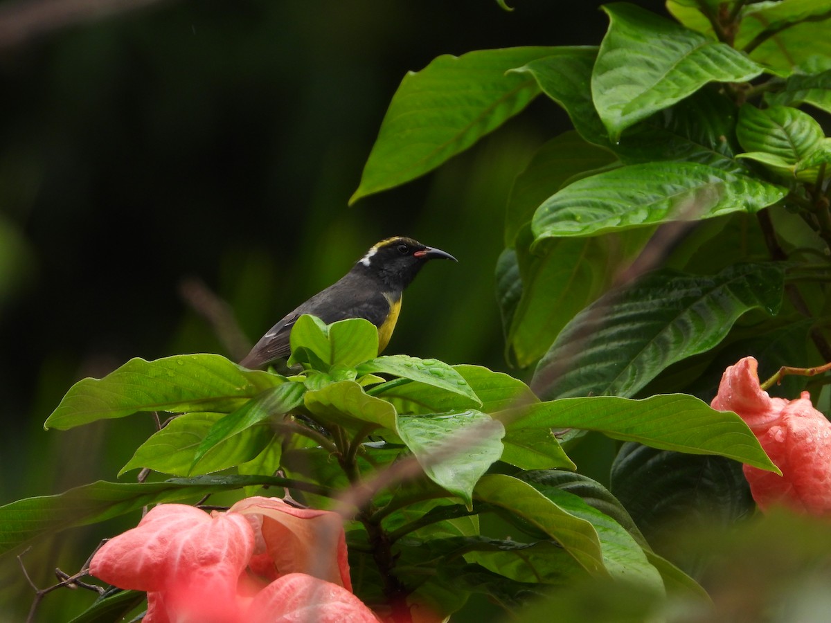 Sucrier à ventre jaune - ML647633122