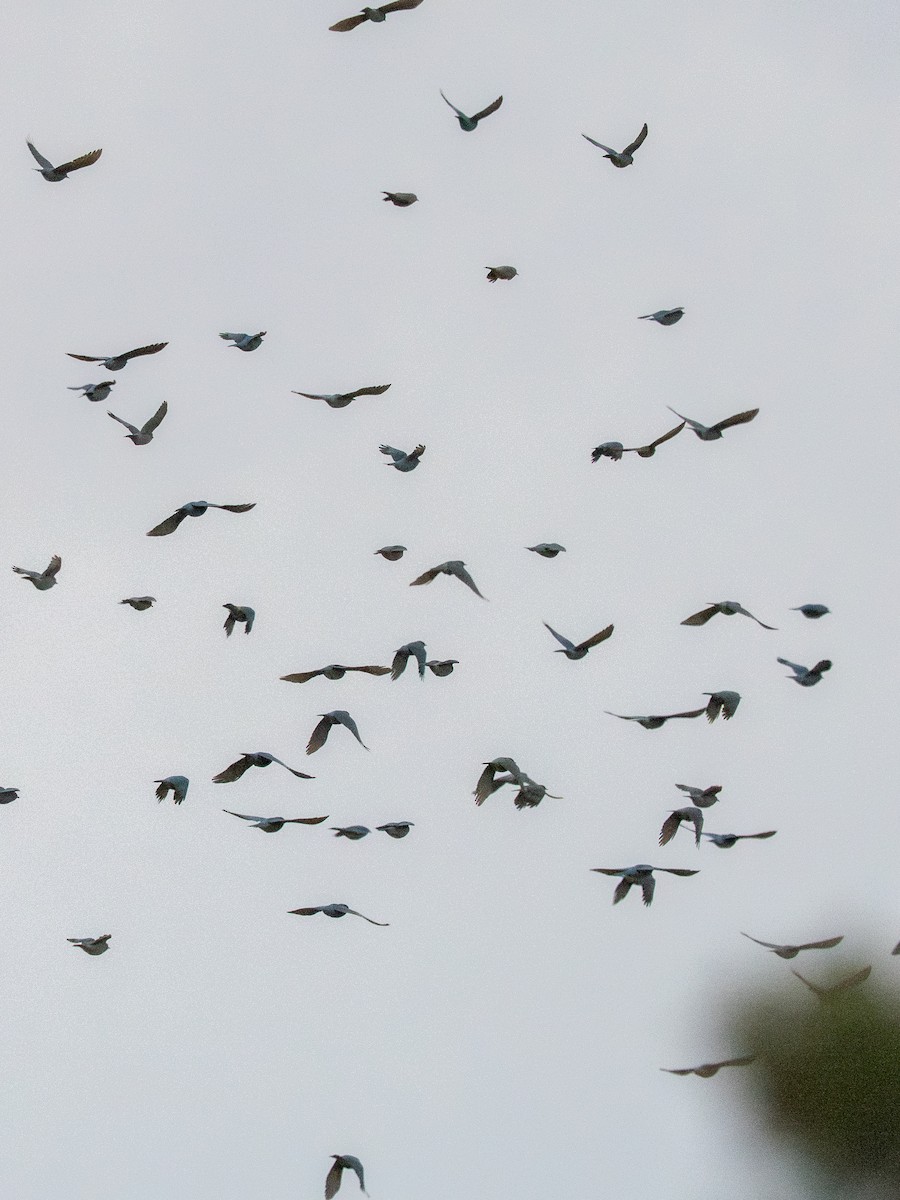 Pinyon Jay - ML647633160