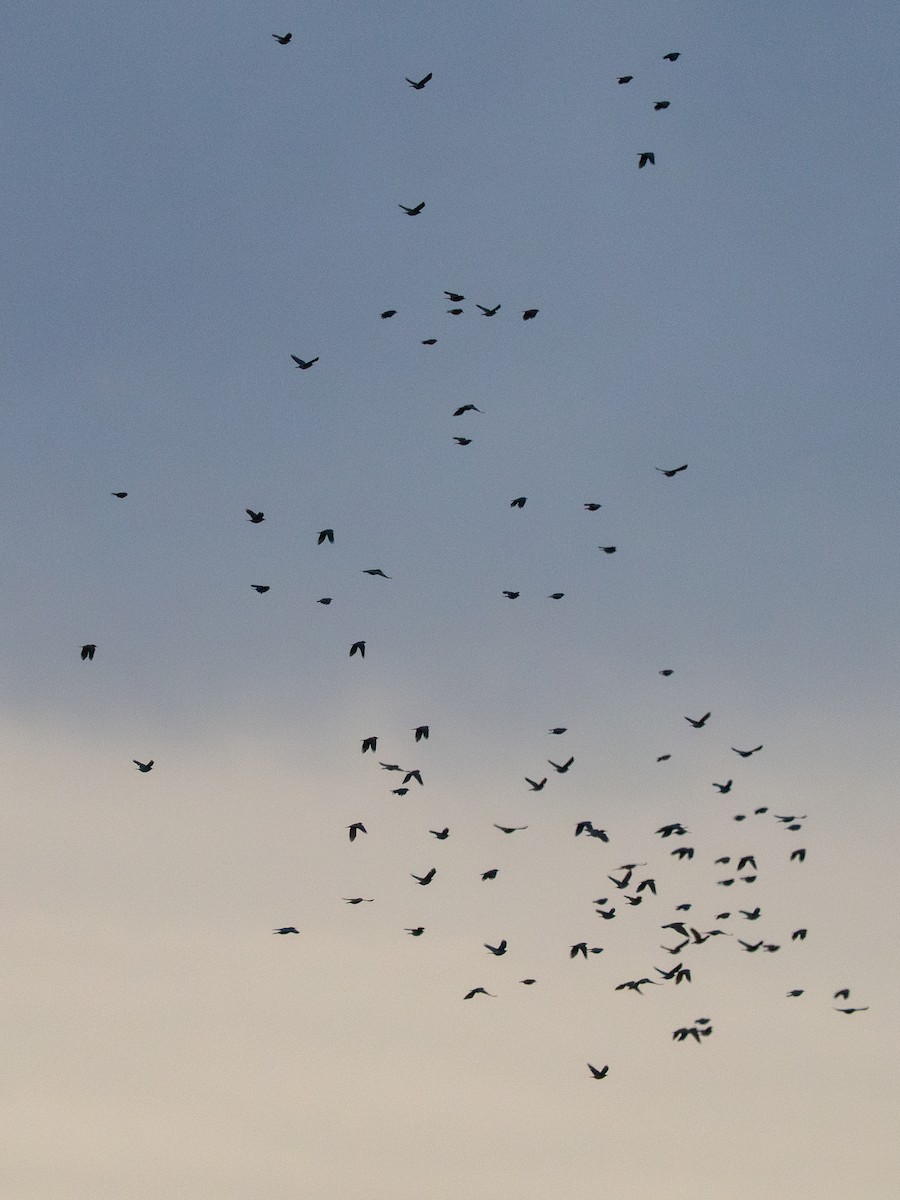 Pinyon Jay - ML647633161