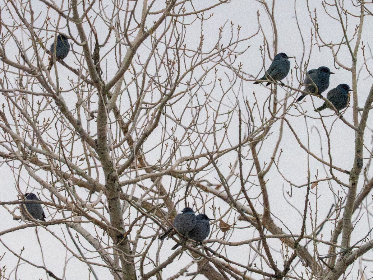 Pinyon Jay - ML647633162