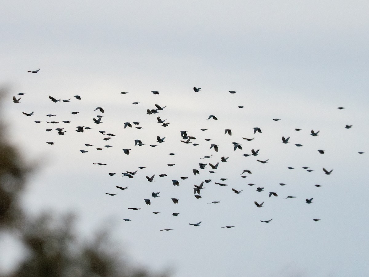 Pinyon Jay - ML647633163