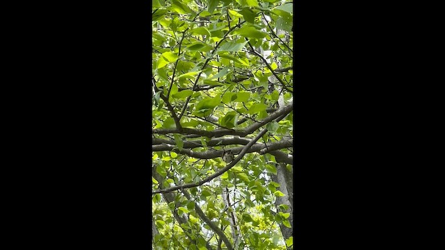 Candelita Norteña - ML647633183