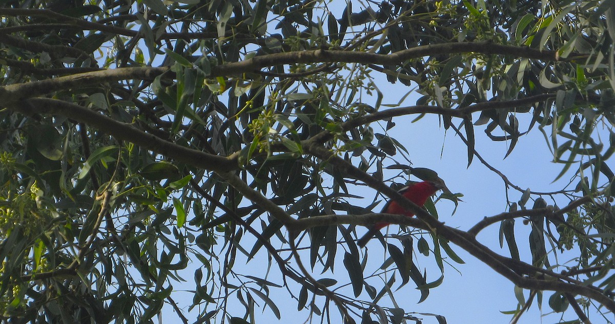 White-winged Tanager - ML647633231