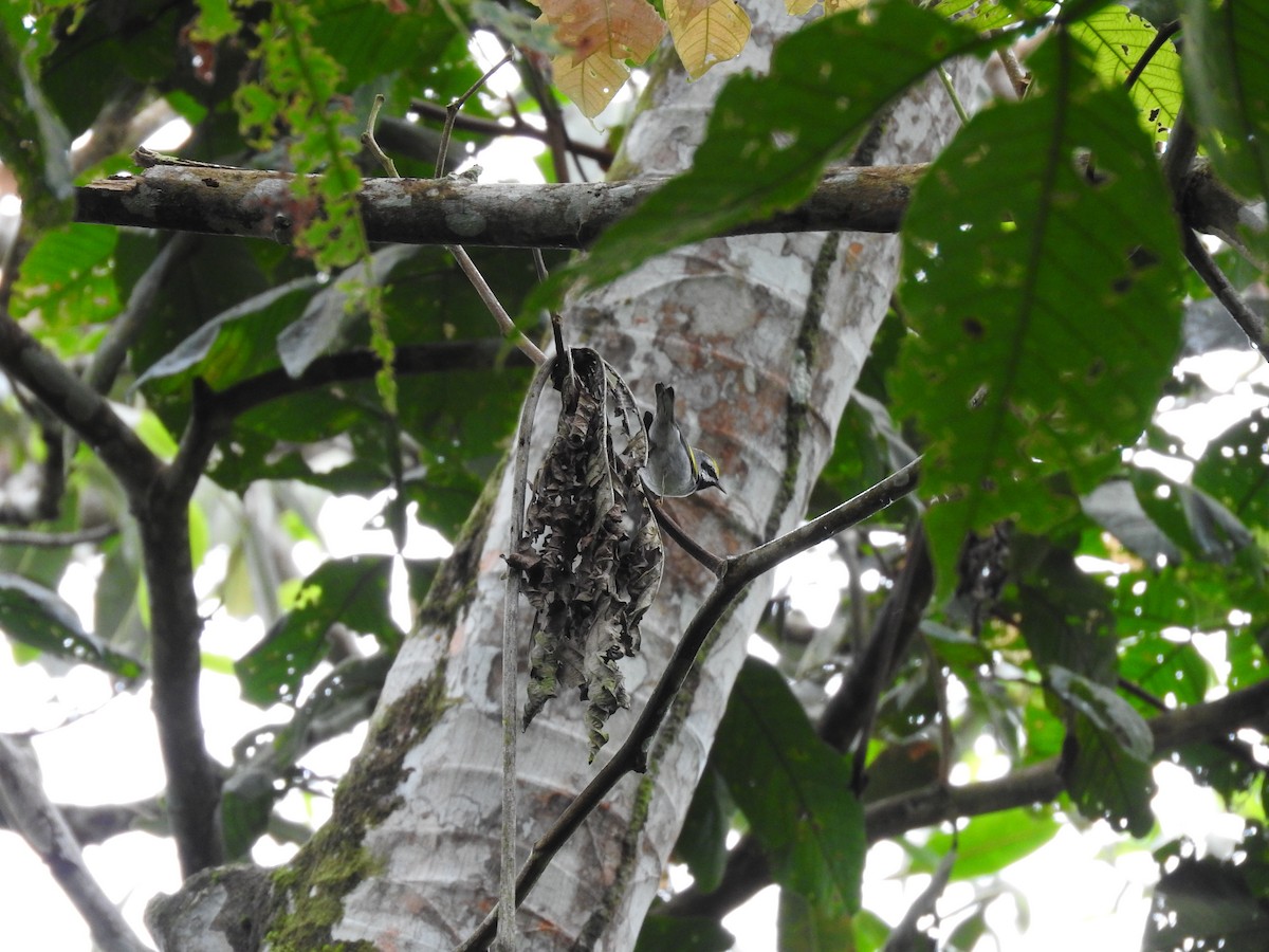 Golden-winged Warbler - ML647633242