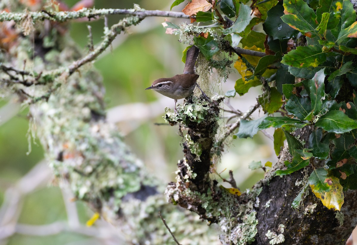 Длиннохвостый крапивник - ML647633245