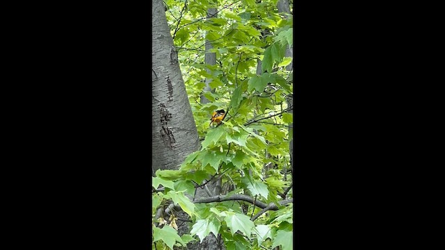 Turpial de Baltimore - ML647633246