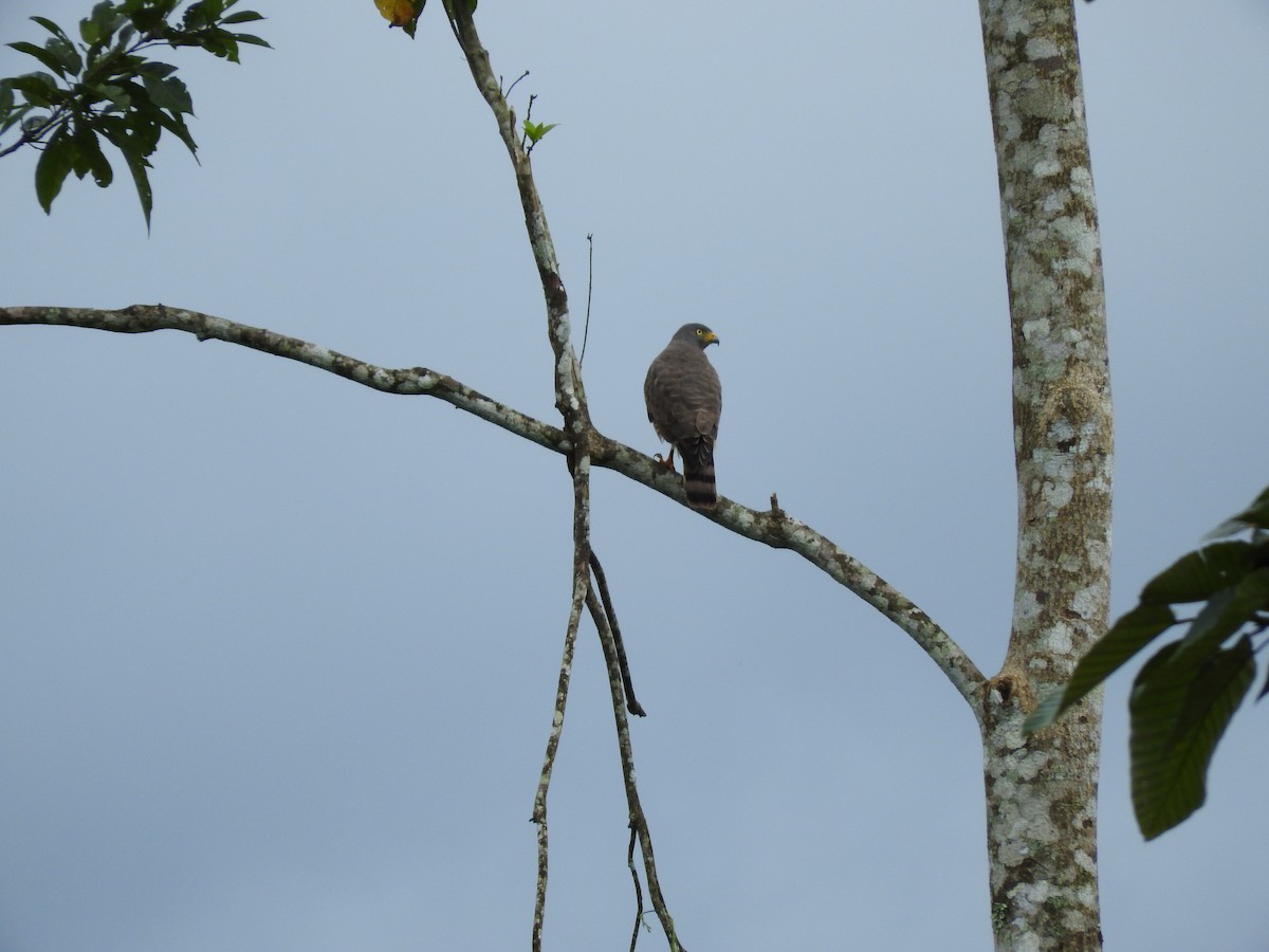 káně krahujová - ML647633260