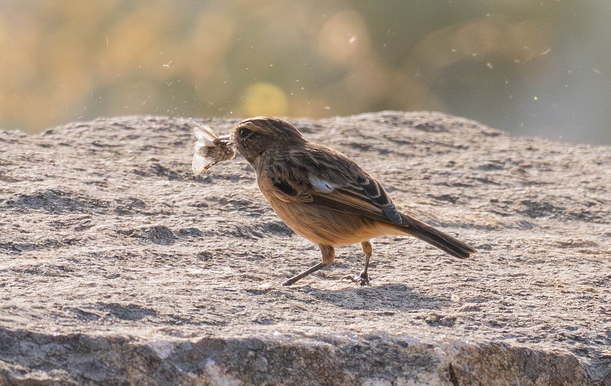 European Stonechat - ML647633284
