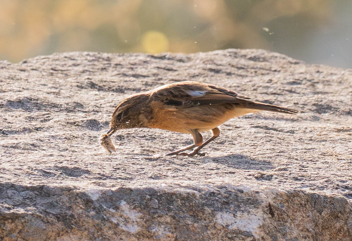 European Stonechat - ML647633285