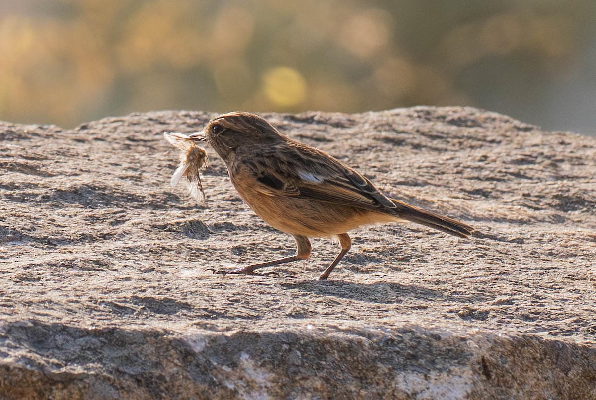 European Stonechat - ML647633286