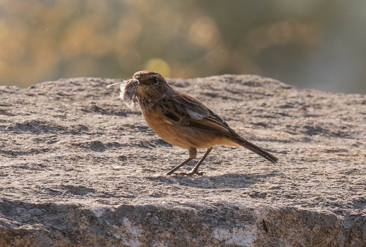 European Stonechat - ML647633287