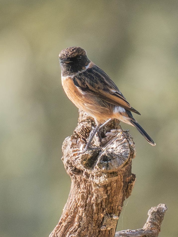 European Stonechat - ML647633288
