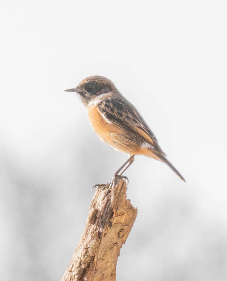 European Stonechat - ML647633289