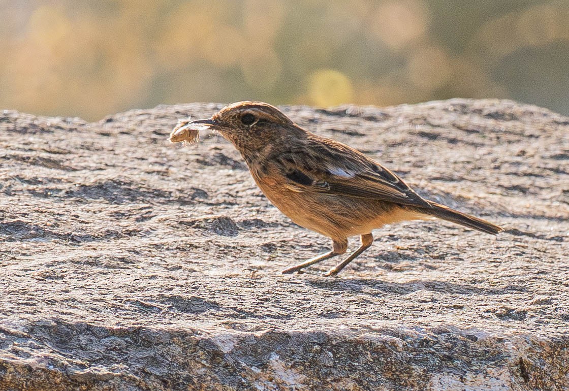 European Stonechat - ML647633290