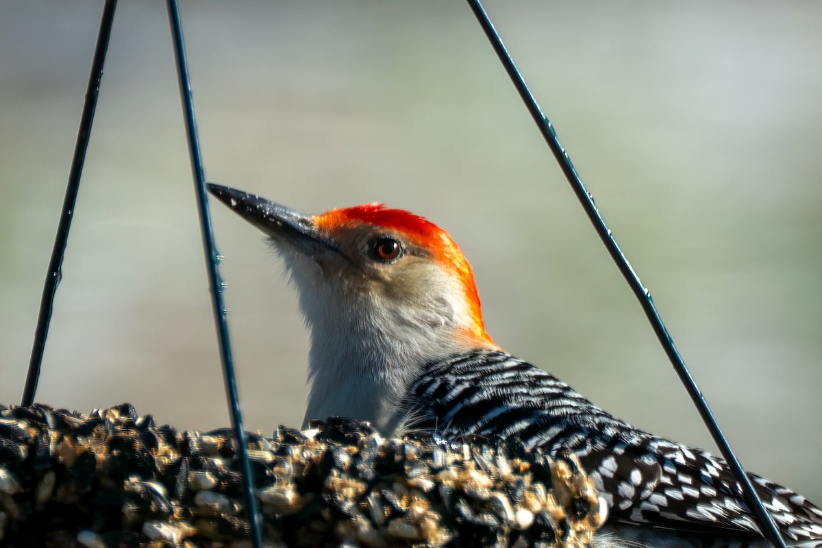 Carolinaspecht - ML647633311