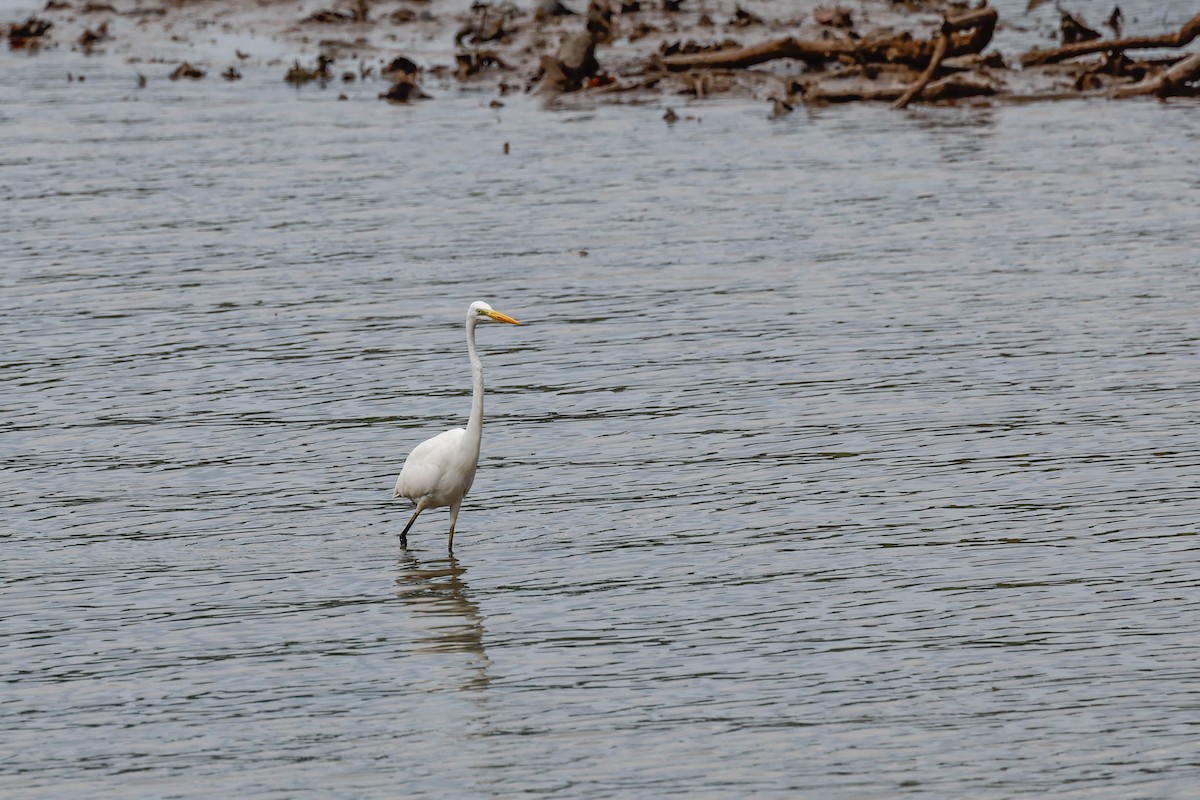 Koartza zuria - ML647633353