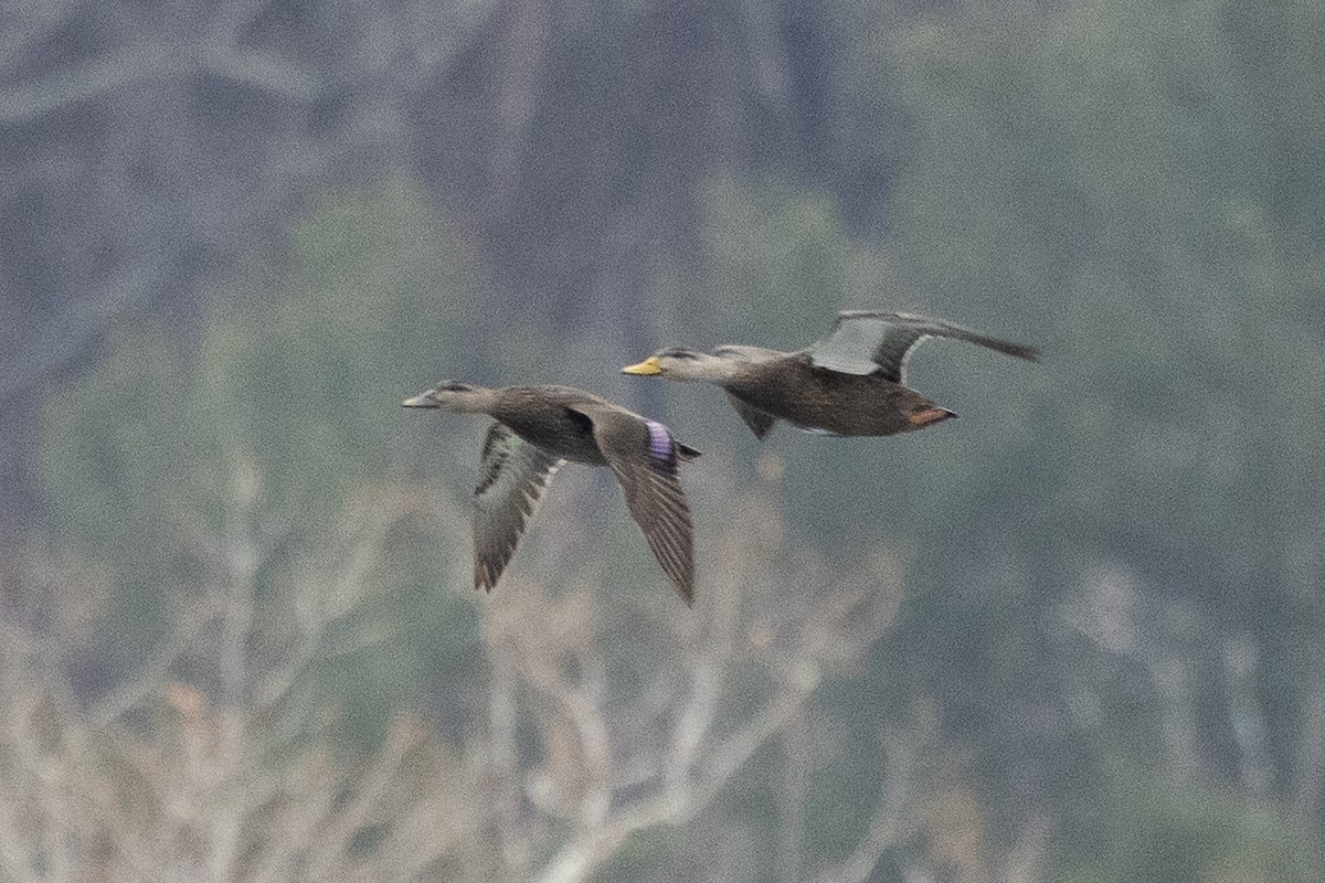 Ahate iluna - ML647633355