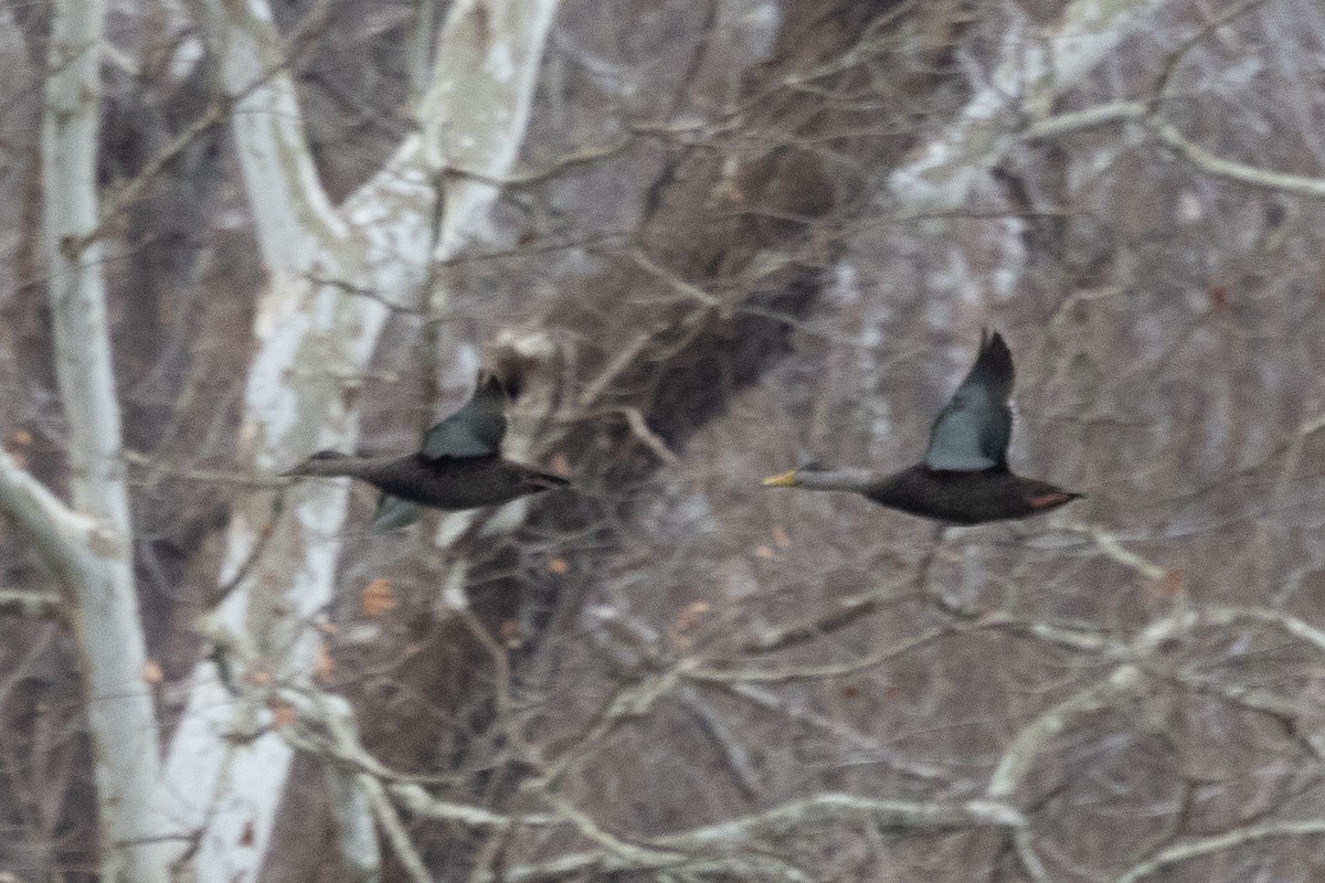 Ahate iluna - ML647633356