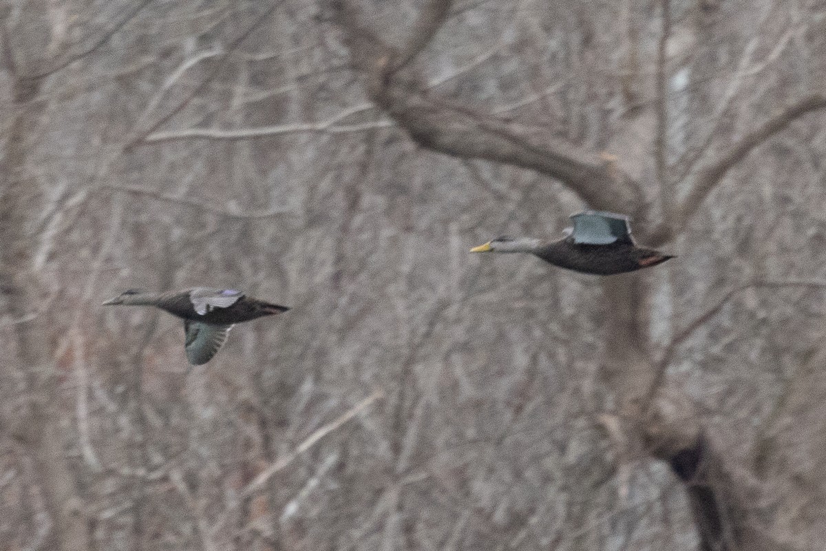 Ahate iluna - ML647633357