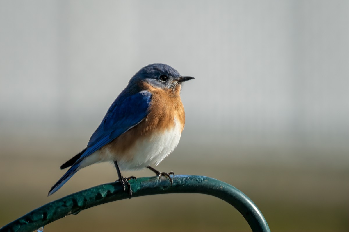 Eastern Bluebird - ML647633387