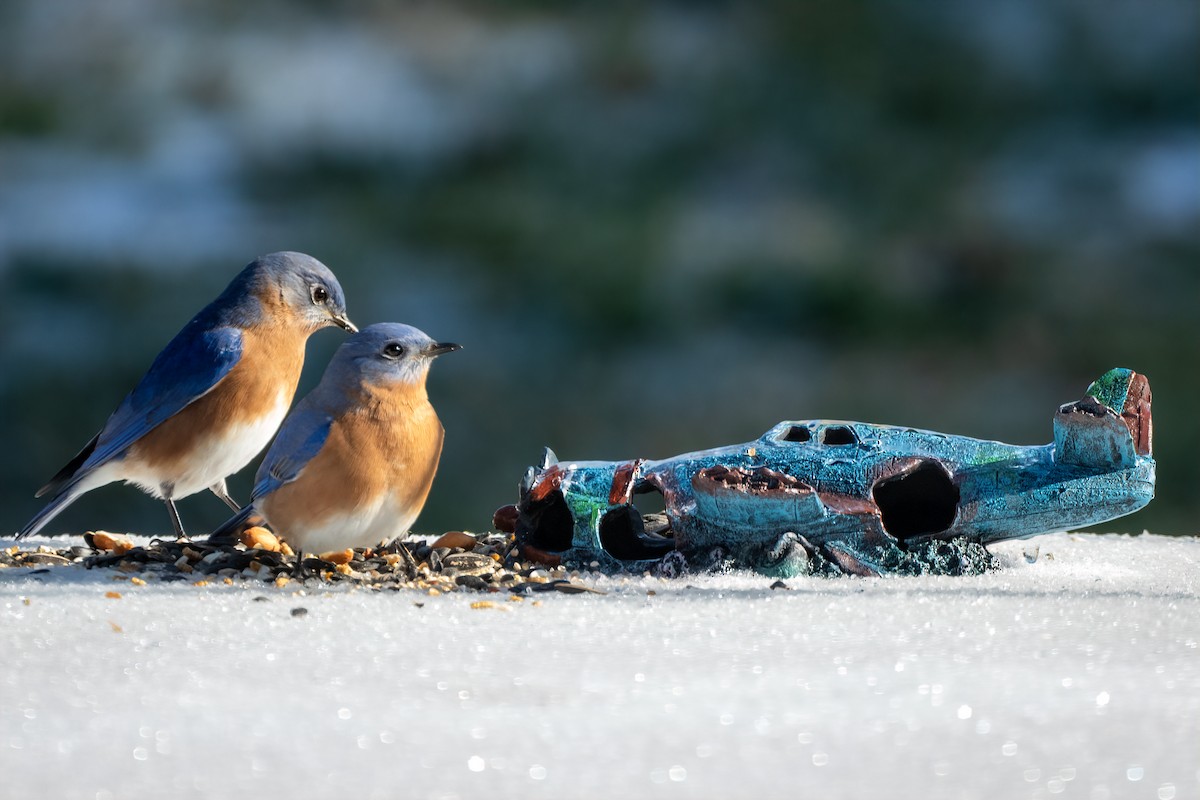 Eastern Bluebird - ML647633389
