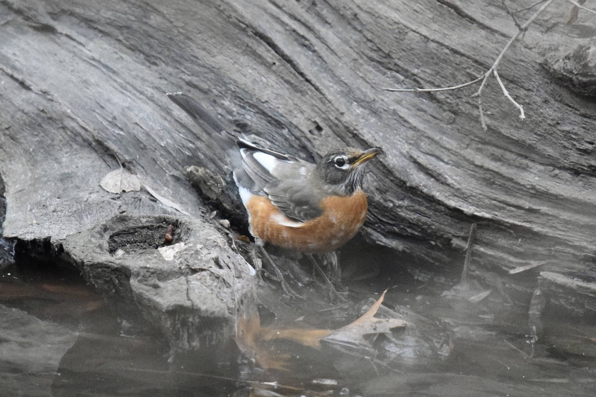 Merle d'Amérique - ML647633401