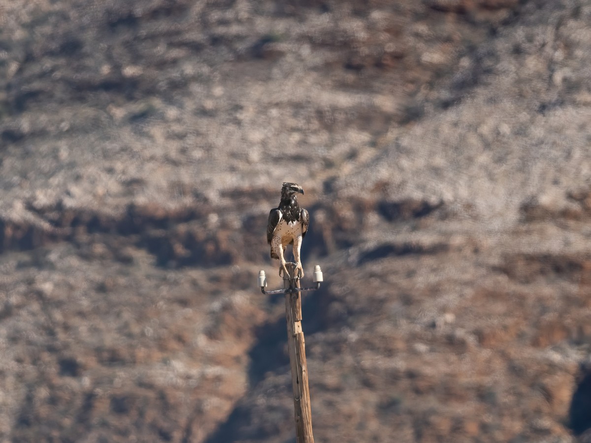 Aigle martial - ML647633402