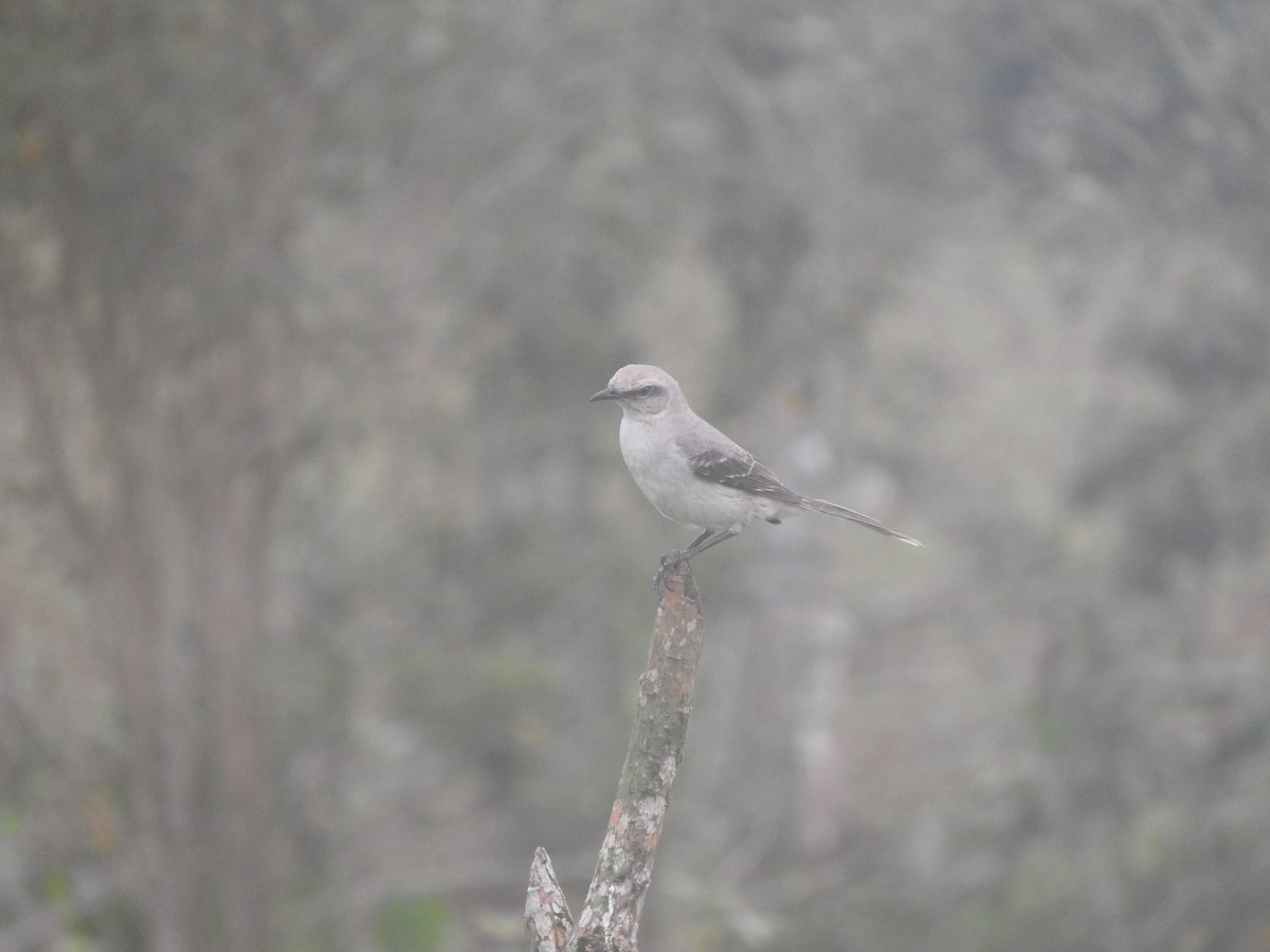 Moqueur des savanes - ML647633405